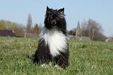 CHIEN NU CHINOIS 165